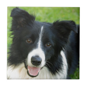 Carreau Le chien de border collie ajoutent l'animal