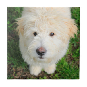Carreau Le Chiot De Goldendoodle En Regardant La Caméra