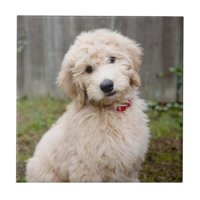 Carreau Le Chiot De Goldendoodle S'Assis Dans L'Herbe (Devant)