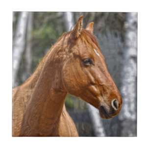 Carreau Le design animal équin de l'amateur de chevaux