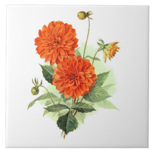 Carreau Le feu orange King de dahlia '