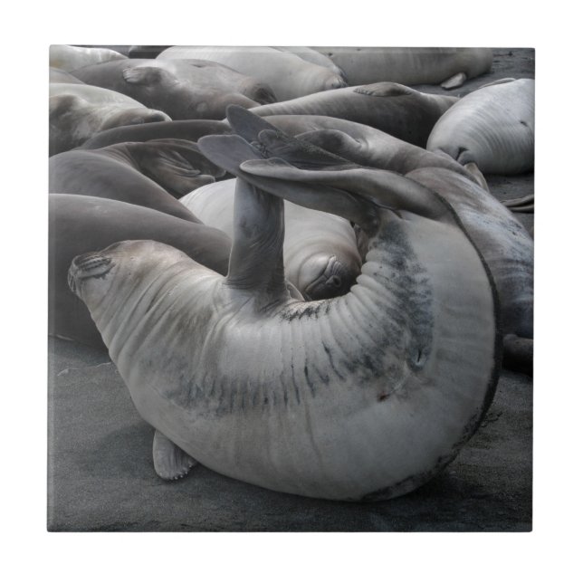 Carreau Le joint de sirène - tuile (Devant)