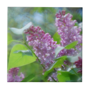 Carreau Le lilas pourpre fleurit la tuile