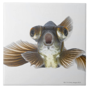 Carreau Le noir amarrent le poisson rouge (l'auratus de