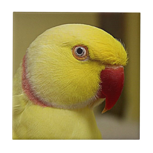 Carreau Le perroquet jaune vif de l'Indien Lutino Ringneck (Devant)