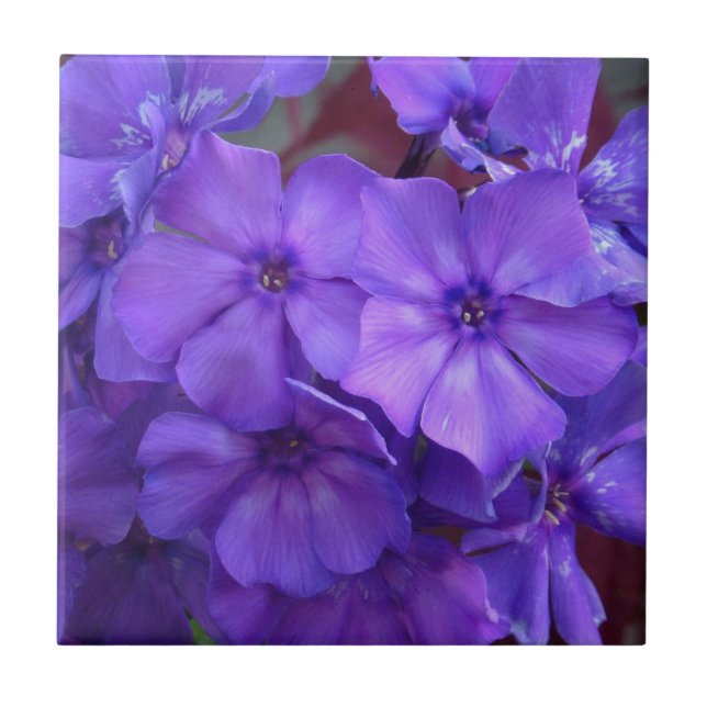 Carreau Le Phlox bleu fleurit la tuile (Devant)