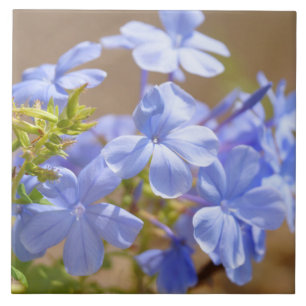 Carreau Le plumbago bleu fleurit la tuile