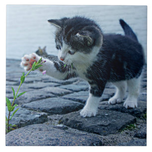 Carreau Le plus mignon chaton avec fleur