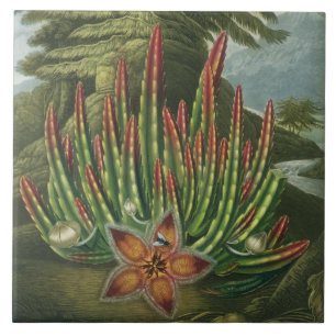 Carreau Le Stapelia de Larve-Incidence, gravé par Stadler