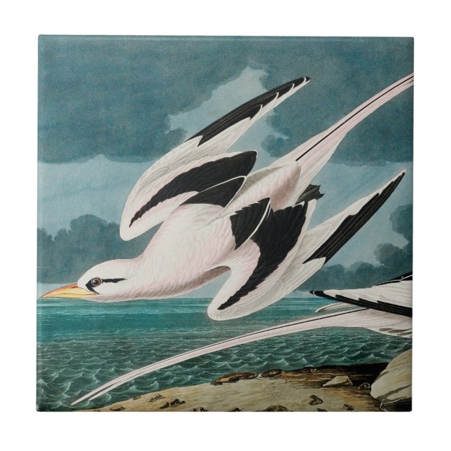 Carreau Le Tropicbird à queue blanche d'Audubon (Devant)