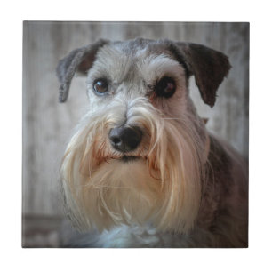 Carreau Le visage de Schnauzer Dog