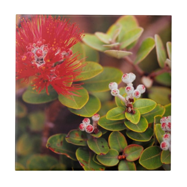 Carreau Lehua Fleurit Dans Les Volcans D'Hawaii (Devant)