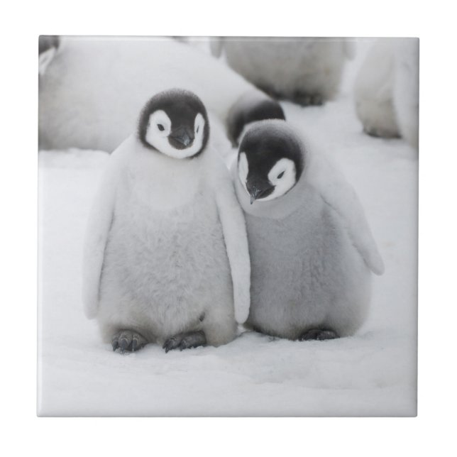 Carreau L'empereur Penguin Chicks sur la glace en Antarcti (Devant)