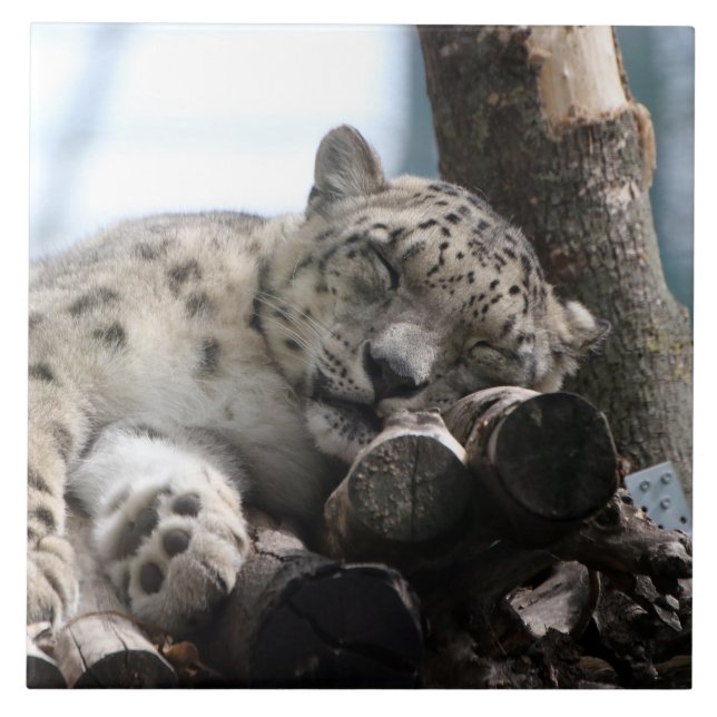 Carreau Leopard 002 (Devant)