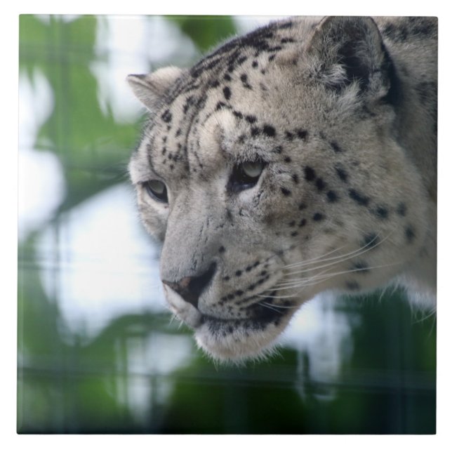 Carreau Leopard 003 (Devant)
