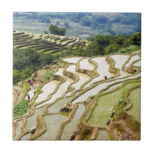 Carreau Les célèbres terrasses de riz yuanyang - Yunnan, C (Devant)