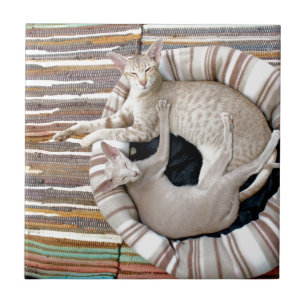 Carreau Les Chats Siamais Ne Font Que Chillonner !