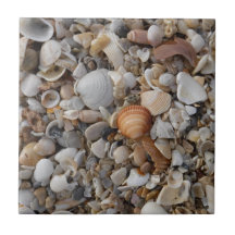 Les Coquillages En Bord De Mer