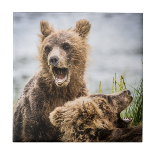 Carreau Les Cubs Grizzly À La Recherche De Leur Maman (Devant)