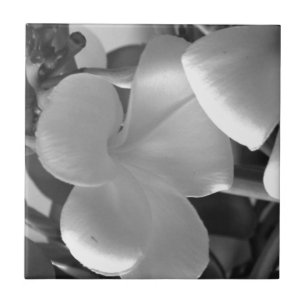 Carreau Les fleurs de la plumeria en noir et blanc