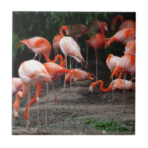 Carreau Les oiseaux de plage tropicaux Flamants roses de d