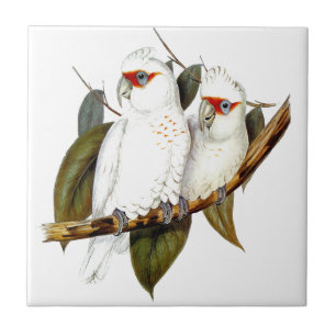 Carreau Les perroquets exotiques botaniques