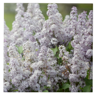 Carreau Lilas