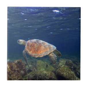 Carreau L'île paradisiaque sous-marine de la tortue verte