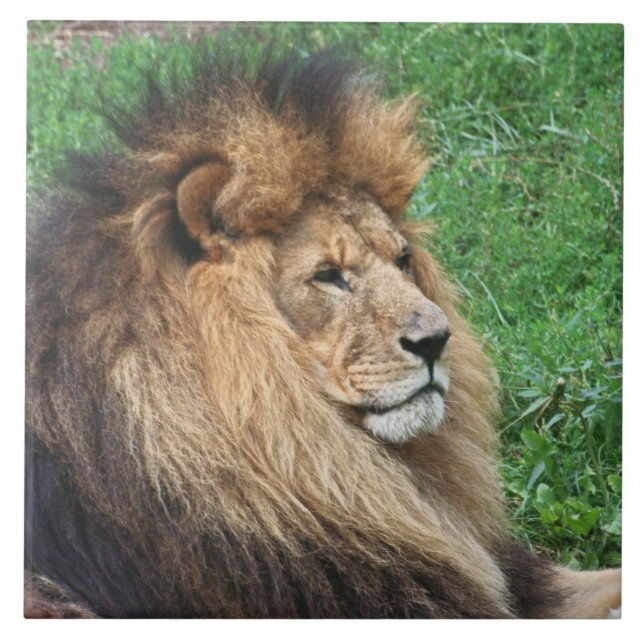 Carreau Lion 001 (Devant)