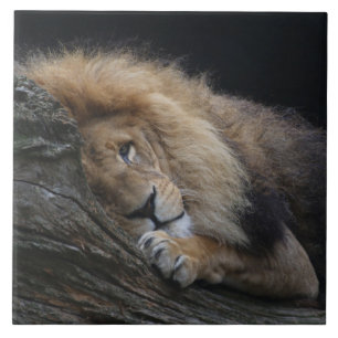 Carreau Lion 030