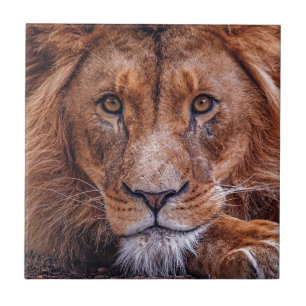 Carreau Lion africain