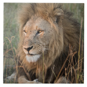 Carreau Lion Dans Un Cadre Naturel Africain