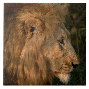 Carreau Lion Dans Un Cadre Naturel Africain