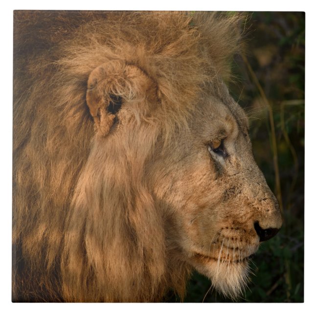 Carreau Lion Dans Un Cadre Naturel Africain (Devant)