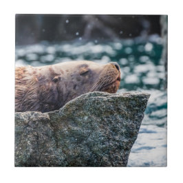 Carreau Lion De Mer Dans La Baie De Résurrection, Alaska