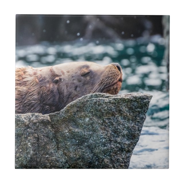 Carreau Lion De Mer Dans La Baie De Résurrection, Alaska (Devant)
