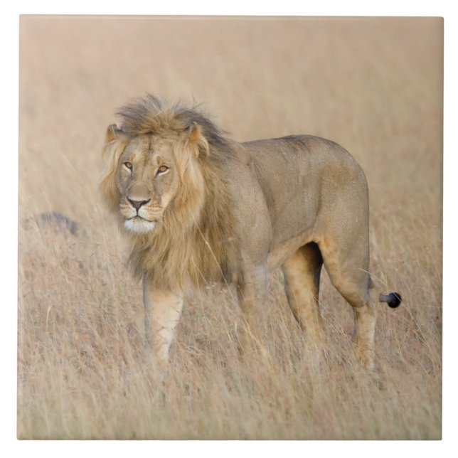 Carreau Lion marche (Devant)