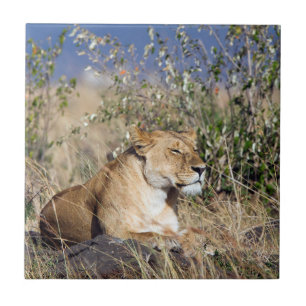 Carreau Lioness resting