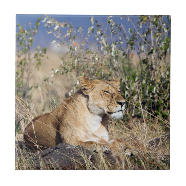 Carreau Lioness resting (Devant)