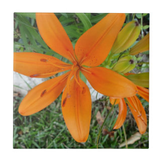 Carreau Lis orange de Starburst