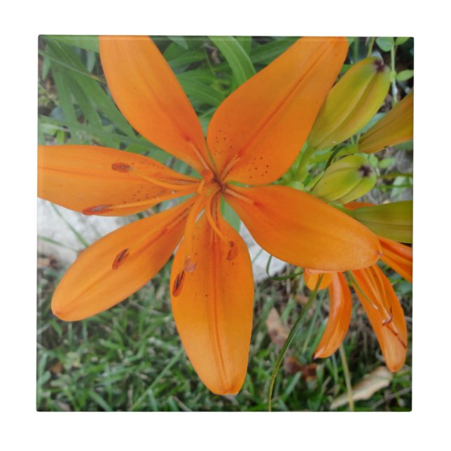 Carreau Lis orange de Starburst (Devant)