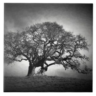 CARREAU LOAN OAK TREE