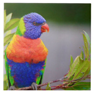 Carreau Lorikeet Bird