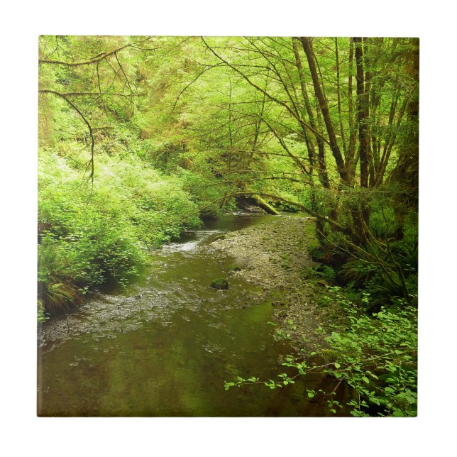 Carreau Lost Man Creek I au Redwood National Park (Devant)