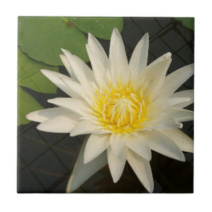 Carreau lotus, fleur, nature, fleur, floral, plante,