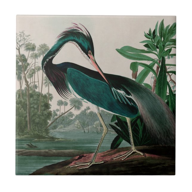 Carreau Louisiana Heron Birds of America Audubon Imprimer (Devant)