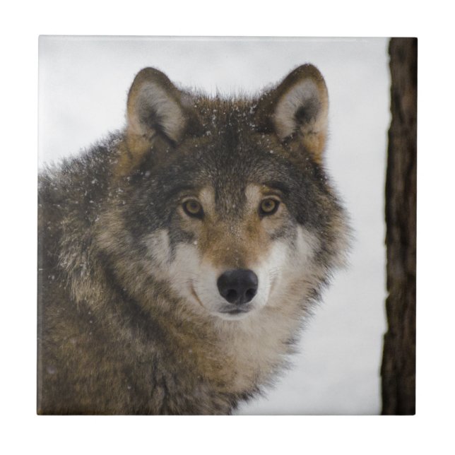 Carreau Loup (Devant)