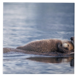 Carreau loutre de mer, Enhydra lutris lutris