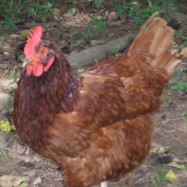 Carreau Lucy - La Tête Rouge ! (Créateur téléchargé)