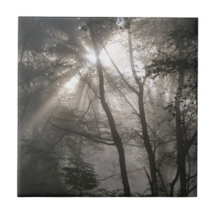 Carreau Lumière Solaire À Travers Les Arbres Bois Sombre